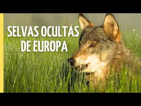 Los bosques más salvajes de Europa | Episodio Completo