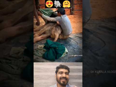 കുറുമ്പൻ്റെ വികൃതികൾ🥰 #shorts