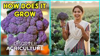 Purple Broccoli Farming: Complete Guide