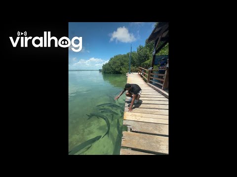 Tarpons Almost Fed A Bigger Buffet || ViralHog