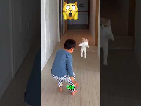 A vingança do gatinho foi engraçada 😂