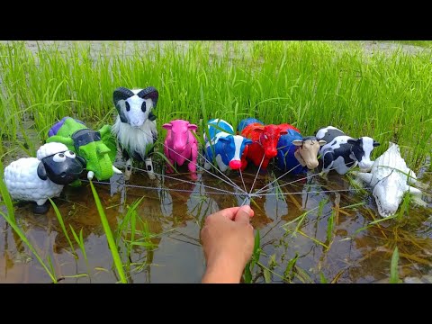 Wadidaw โผ๏ธ Potong Sapi Kurban, Kambing & Domba | Proses Cesar Buaya