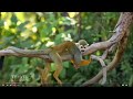 Tropical Rainforest Characteristics and Facts