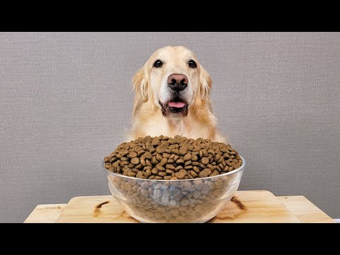 ASMR 밥 달라는 댕댕이에게 사료 왕창 줬습니다 강아지 사료먹방