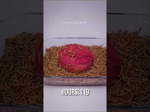 Peeled Watermelon
