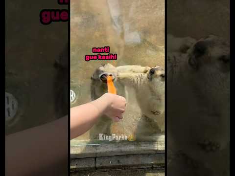 Abang Rakus | Dubbing Hewan Lucu #shorts #dubbinghewan #dubbingvideo