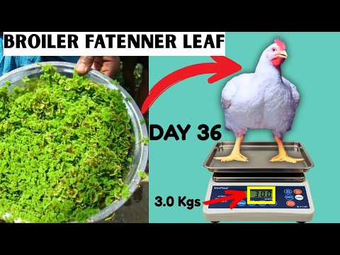 2X BROILER WEIGHT GAIN FORMULA USING THIS NATURAL LEAF PROTEIN