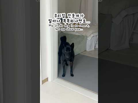 말은 못해도 의사 소통은 가능한 진돗개 #흑구