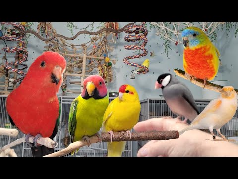 Life with my Birds: A Look into My Bird Room and Parrot Playtime!