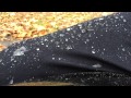 Revit Orlando H2O Waterproof Womens Jeans - Dark Blue Video