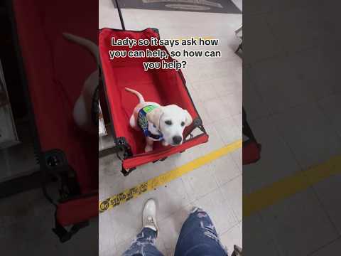 Wholesome moment with service puppy how to help!!!! #puppy #sdit #dog #youtubeshorts #shorts #fyp