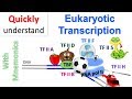 Transcription Mechanisms and Factors