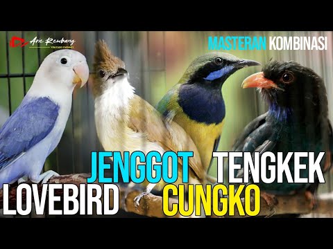 MASTERAN CUCAK CUNGKO - LOVEBIRD - CUCAK JENGGOT - TENGKEK BUTO
