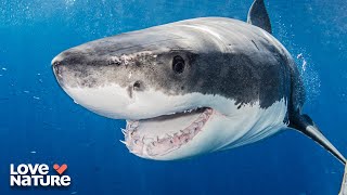The America's Largest Reef System | Great Blue Wild 105