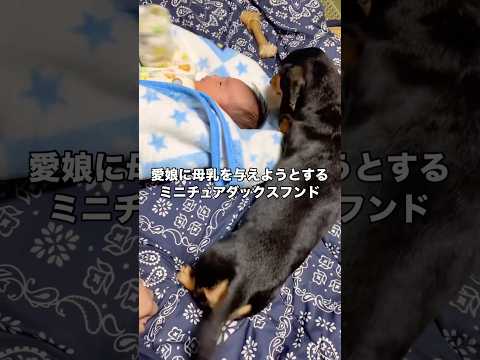 愛娘が泣いているのを見てすかさず母乳をあげようとするミニチュアダックス #ミニチュアダックスフンド #ミニチュアダックス #ダックスフンド #赤ちゃん