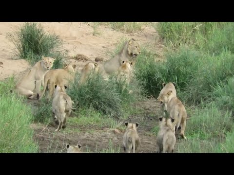 lion pride of 16 lions attacking the intruder video