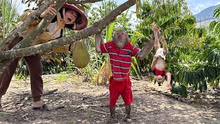 Abu and Baby Monkey Surprise Their Mom by Helping Her Harvest Durian