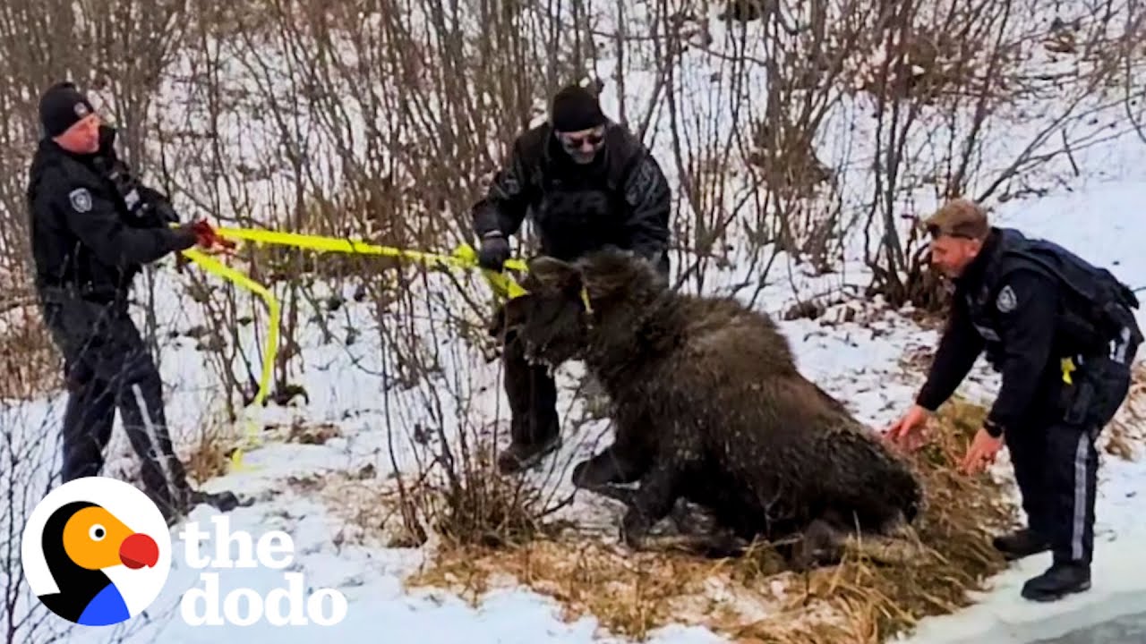Two Police Officers Rescue A Moose From Frozen Lake - The Dodo