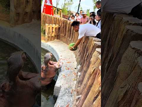 This Hippo’s Love for Watermelon Is Too Pure 🥹🍉
