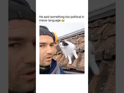 He said something to political in meow language #short #cat