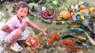 Melihat Snails, Bekicot, Keong, Siput, Cangkang,  Kaki seribu atau Luwing, kepiting, ikan hias #12