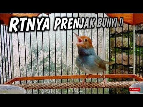 YANG BIKIN PRENJAK SE ER TE BUNYI !!