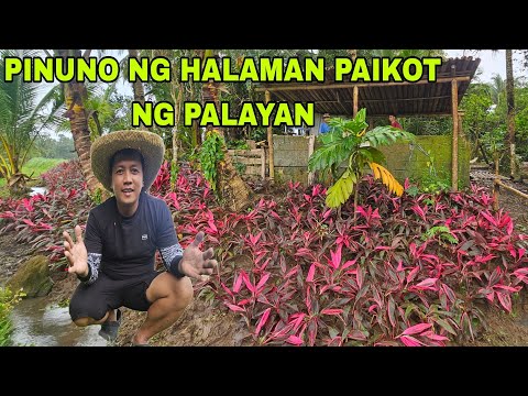 Followers Nagpatanim ng malawak na Mga halaman Hardin  sa bukid dagdag kita din ng inay at itay