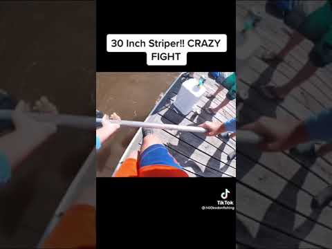 Monster fish caught by kids on dock! #piscifun #fishingrod #bestlures