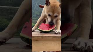 dog eating watermelon #funny