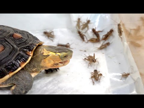 鈍くさいカメがコオロギを頑張って捕食する
