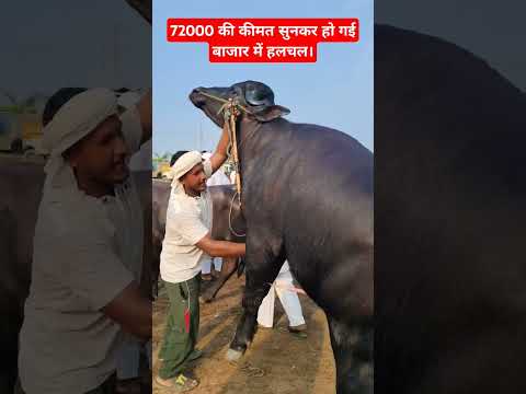 72000 की कीमत सुनकर हो गई बाजार में हलचल।#pashubazar#buffalovideo  #cowmilk #pashudhan #viralvideo