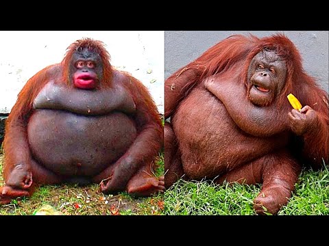 أكثر 10 حيوانات برية بدانة في العالم