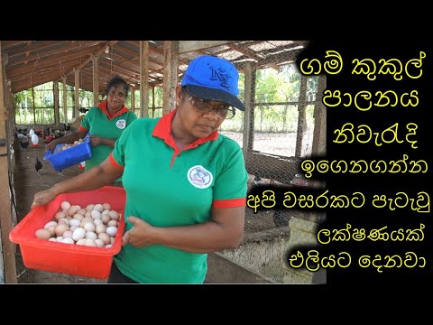 ගම් කුකුල් පාලනය Village Poultry Farming How to Start a village Poultry Farm
