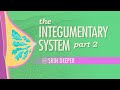 Exploring the Integumentary System: Functions and Care