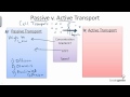 Passive vs. Active Transport in Biology