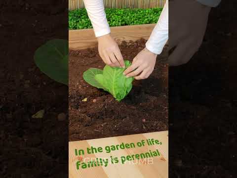 Unbelievable Plant Watering Hack to Boost Growth Instantly