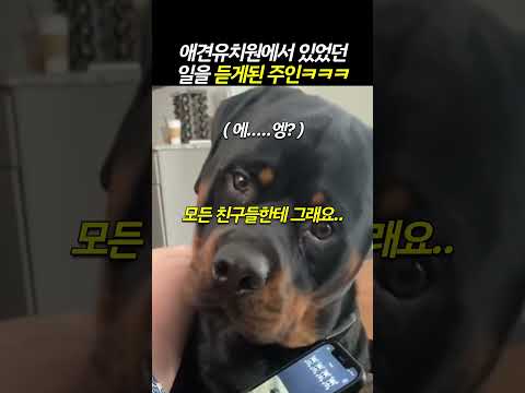 유치원 보냈더니 뭔짓거릴 하고 다니는겨 ㅋ #강아지 #동물 #dog