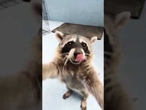 Manzanita pa la mapachita