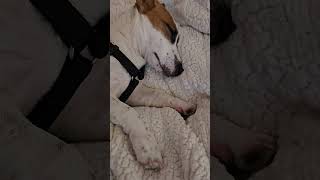 POV: When Your Childhood Dream Dog becomes a Reality