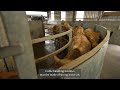 Cattle Handling Best Practices
