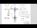 Angular Momentum and Skating Dynamics