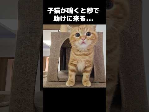 子猫が鳴くと秒で助けに来る母猫...Kitten cries… and mom shows up in seconds 😭🐱❤️