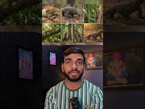 Born to Hide: Baby Komodos