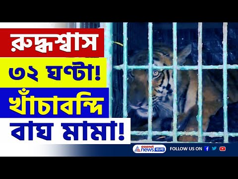 ছাগলের টোপ, ৩২ ঘন্টার অভিযান, অবশেষে মুক্তি কুলতলিবাসীর | Kultali Tiger Video | Maipith Tiger Video