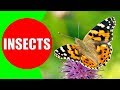 Insect Identification and Characteristics