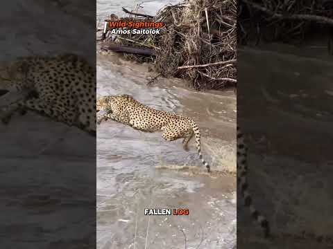 Cheetah's Near-Death Leap: Escapes Camouflaged Crocodile in Heart-Stopping River Chase
