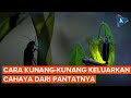Firefly Bioluminescence and Genetics