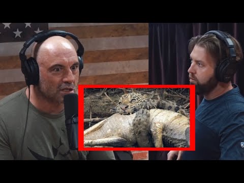 Joe Rogan is impressed by jaguars