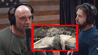 Joe Rogan is impressed by jaguars