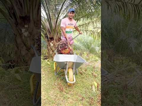Fal ki size #malaysia #india #shorts #viralshorts #ytshortsvideo #foryou #harvesting